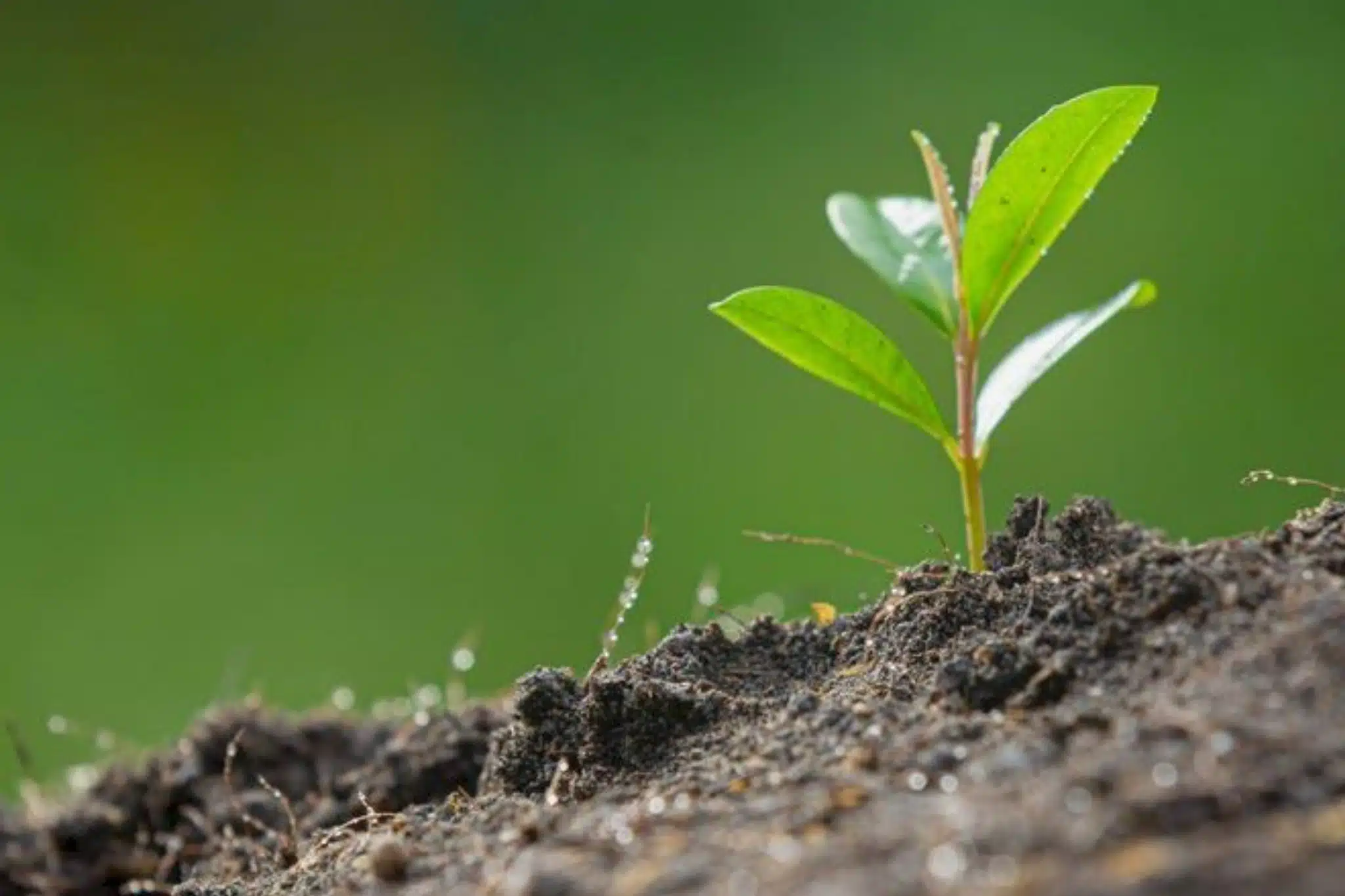 La Minoterie Suire rejoint le mouvement « Pour une Agriculture du Vivant »