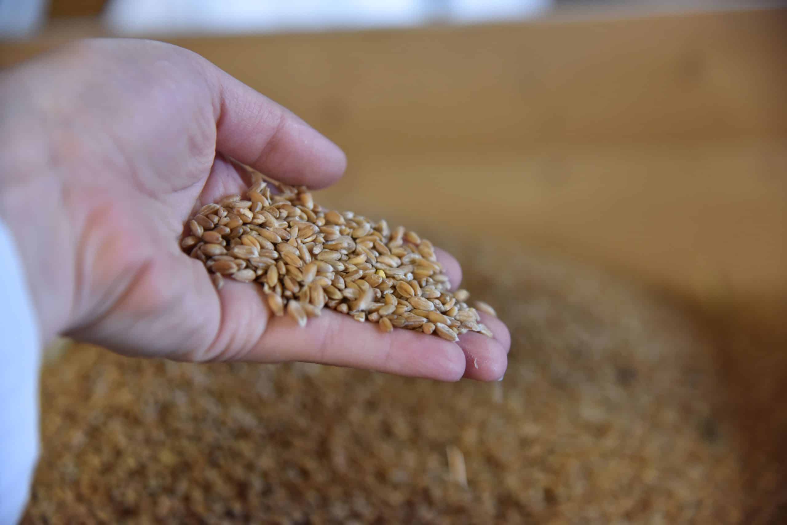 Minoterie Suire, un blé bio local avec CAVAC et Agri Éthique